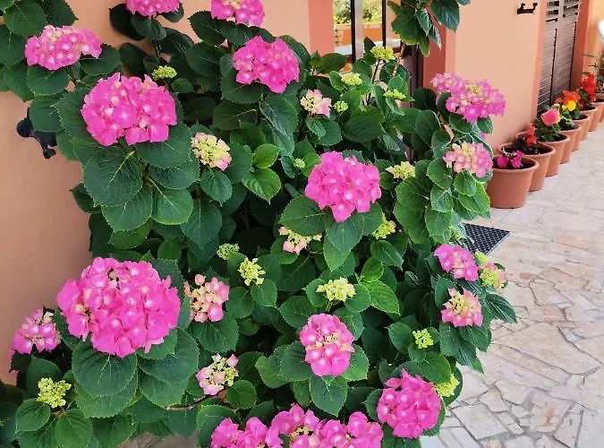 Lucia Guest house 3*
